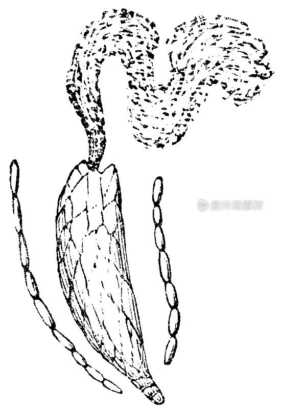 幼齿苔植物(虎舌草)药药菊和丝药药菊- 19世纪